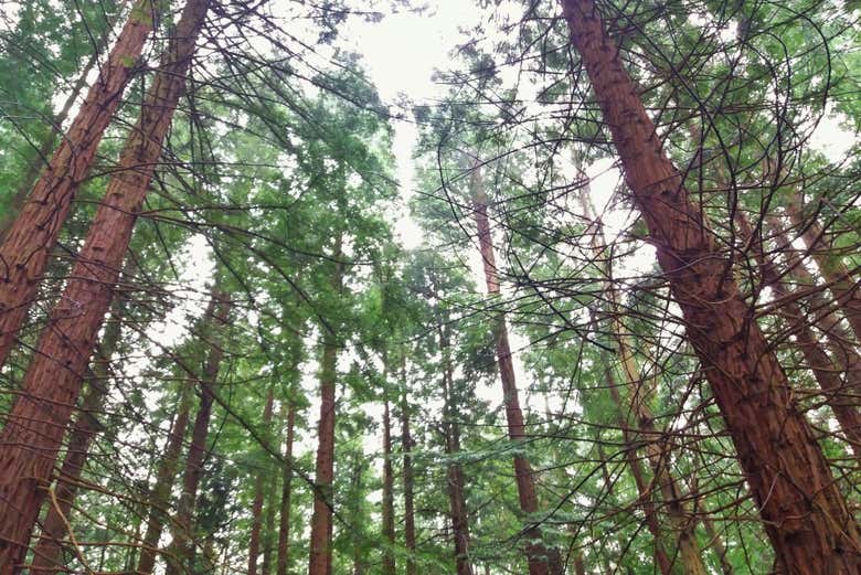 Bosque de secuoyas
