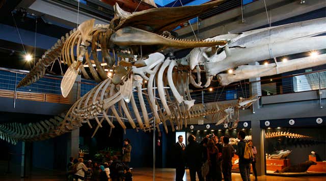 Museo Marítimo del Cantábrico - Horario, precio y ubicación