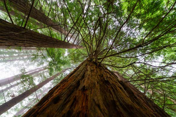 Excursión a San Vicente de la Barquera + Bosque de Secuoyas